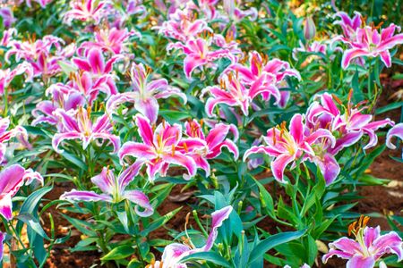 Pink lily flower in botanical garden green leaf backgroundの写真素材