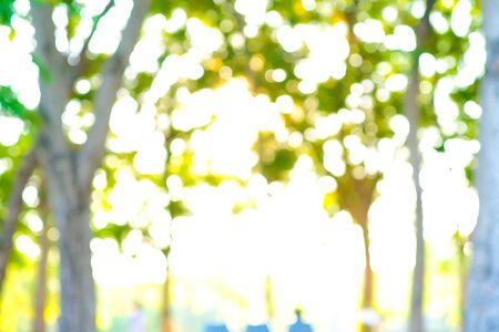 Abstract blurred green tree city park sunset light nature background