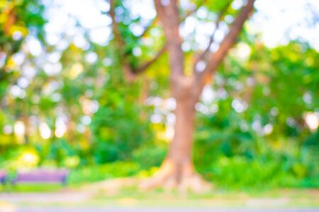 Abstract blurred green park sunset light with bokeh relax sceneの写真素材