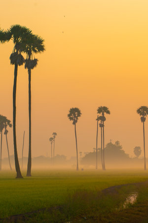 Rice field morning sunrise green rice with sugar palm agricultural indiustryの写真素材