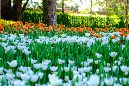 Colorful tulip flower garden green leaf winter park nature background