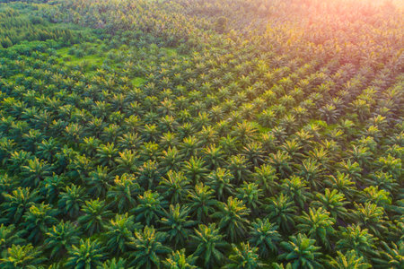 Aerial view green tropical palm oil plantation field agricultural industryの写真素材