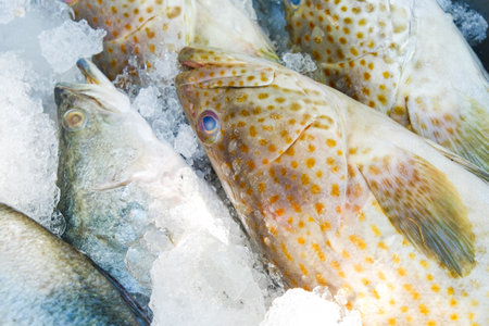 Fresh seafood seabass and grouper fish sell on ice omega foodの写真素材