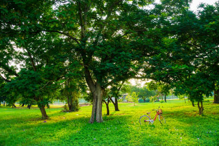 Red bicycle on green meadow grass in fresh summer park sunset lightの写真素材