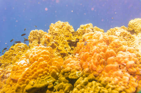 Underwater sea life coral reef with fishの写真素材