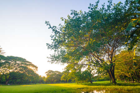 Green meadow tree city public park with sunset sky cloud nature landscapeの写真素材