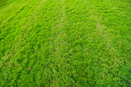 Green grass background botanical decoration sceneの写真素材