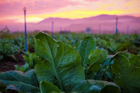 Tobacco farm colorful sky with cloud sunrise mountain background Nature landscapeの写真素材