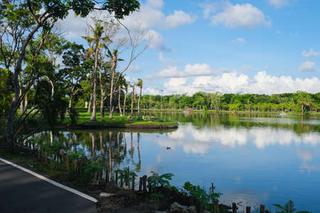 Green tree park meadow pool against blue sky with cloud nature landscapeの写真素材