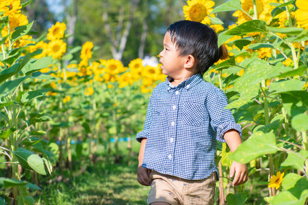 Portrait of adorable little asian kid boy on summer sunflower field outdoors, Kids happiness conceptの写真素材