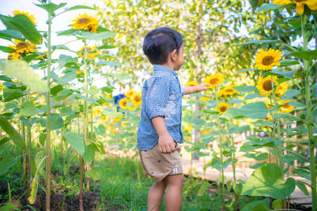 Portrait of adorable little asian kid boy on summer sunflower field outdoors, Kids happiness conceptの写真素材