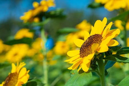 Bloomming of sun flower green leave outdoor summer park selective focusの写真素材