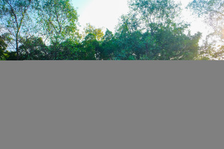 Prak pond morning sunrise with tree forest city public parkの写真素材