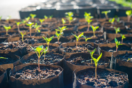 Green plant leaf grow with sun light morning business growing concept