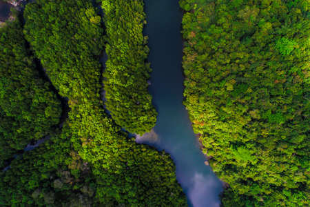 Tropical green mangrove forest with river to the sea bay ecology system aerial viewの写真素材