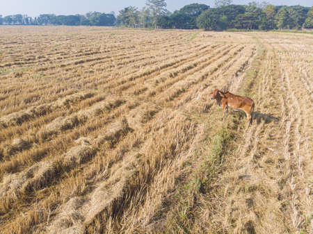 Traditional asian cow eating straw in rice field aerial viewの写真素材