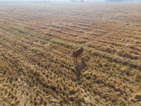 Traditional asian cow eating straw in rice field aerial viewの写真素材