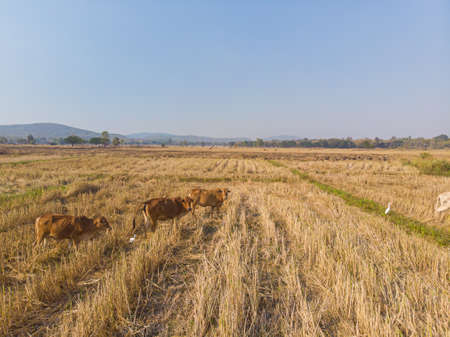 Traditional asian cow eating straw in rice field aerial viewの写真素材