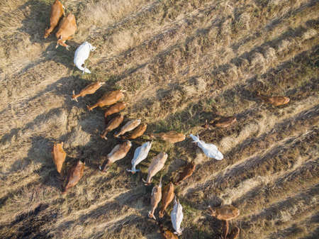 Traditional asian beef cow on straw field aerial viewの写真素材