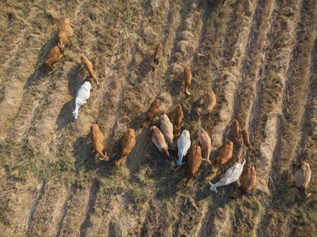 Traditional asian beef cow on straw field aerial viewの写真素材