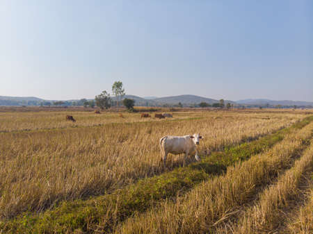 Traditional asian beef cow on straw field aerial viewの写真素材