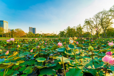 Beautiful lotus flower  in pond of city forest park sunset skyの写真素材