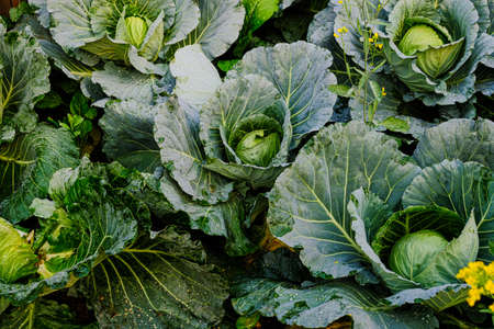 Head of green cabbage in organic home farm vegetable foodの写真素材