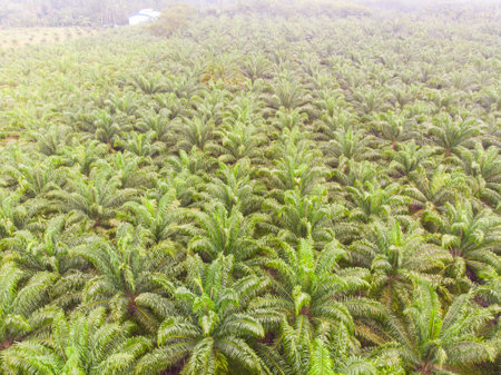 Oil palm plantation tree forest nature background aerial viewの写真素材