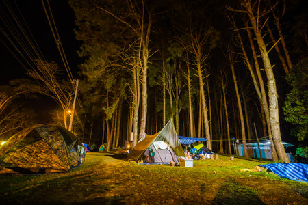 Night camping tent in pine tree forest with light nature recreationの写真素材
