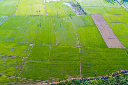 Green paddy rice plantation field sunset light agricultural industry aerial view