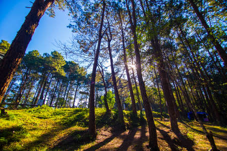 Pine tree forest morning sunrise sky background look up view vacation nature landscape