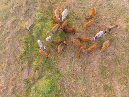 Group of beef asian cow onn hay field sunset light animal industryの写真素材