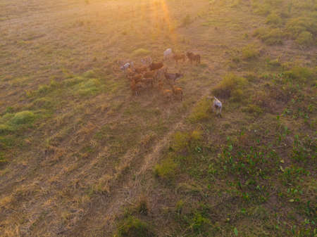 Group of beef asian cow onn hay field sunset light animal industryの写真素材