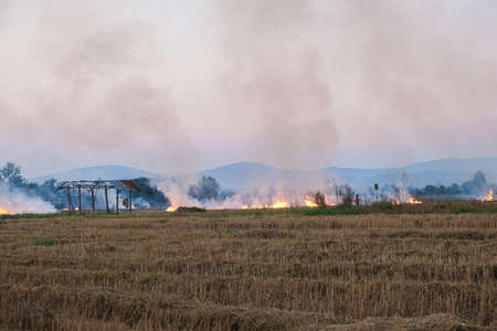 Hay rice field burn out with smoke evening sunset cause of air pollution agricultural industryの写真素材