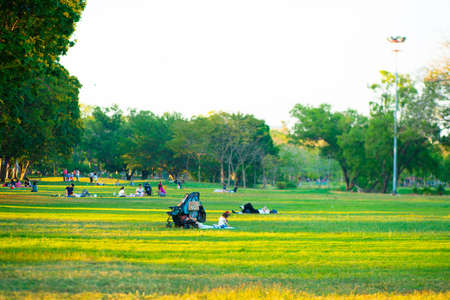 Green foliage meadow in tree park sunset light nature backgroundの写真素材