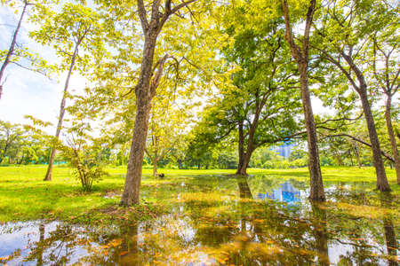 Green tree park with pond against blue sky cloud nature landscape