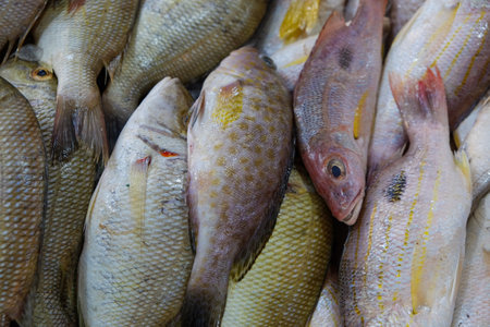 Various sea fish sell on ice in fresh fishery market seafood industryの写真素材