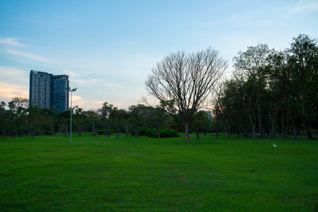 Silhouette sunset light city park with tree colorful sky nature landscapeの写真素材
