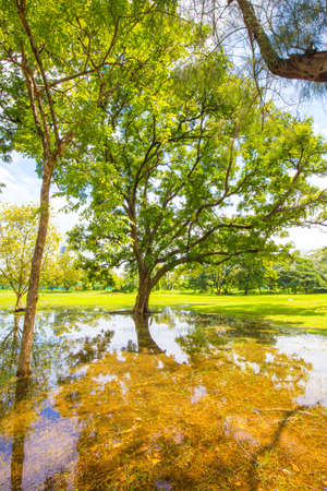 Green tree park with pond against blue sky cloud nature landscape