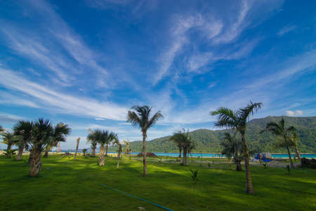 Coconute palm tree on sea beach with green grass against blue sky summer vacationの写真素材