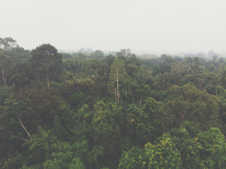 Green tropical rainforest with big tree morning sunrise aerial view nature landscape