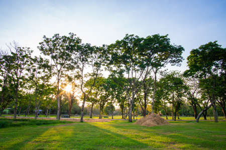 Green grass meadow with tree forest in city park against blue sky sunset nature background