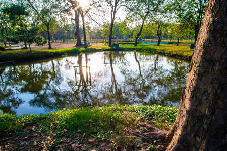 Evening sunset light in city park green tree forest with river nature landscapeの写真素材