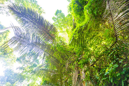 Tropical green tree forest morning sun light uprisen ant view nature landscape
