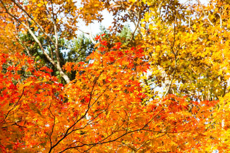 Colorful red yellow maple leaf on tree autumn season in Japan