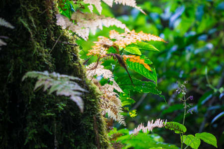 Green mossy fern in mountain tropical forest with foggy nature background