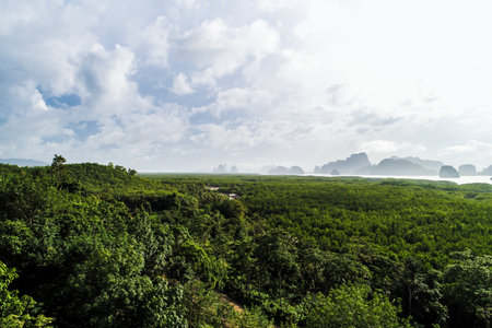 Tropical green tree forest withmorning fog on mountain aerial viewの写真素材