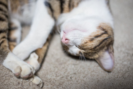 Traditional asian brown cat sleep on blanket daytime lovely animalの写真素材