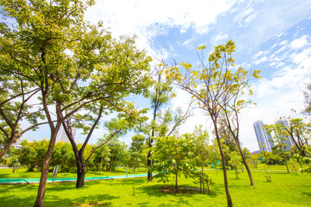 Green grass with tree forest in city park nature landscape