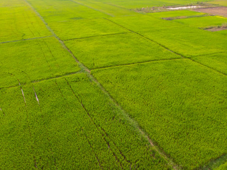 Green paddy rice field agricultural industry aerial view
